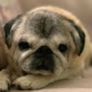 Meet your Posher, Mia